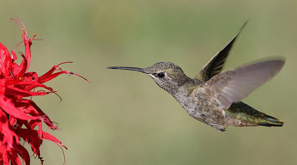 All About Hummingbirds: An Introductory Guide to the Species