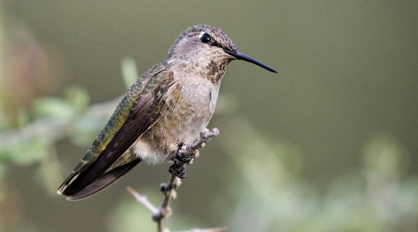 Do Hummingbird Swings Really Work? What the Research Actually Shows