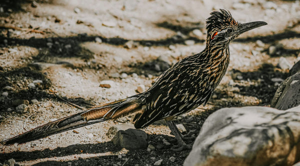 The Birds That Actually Prey on Hummingbirds (Hint: Not the Big Hawks)
