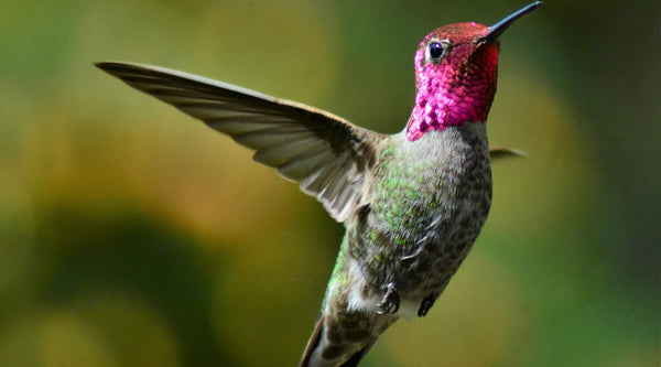 Hummingbird Predators: The Complete, Fact-Checked Guide