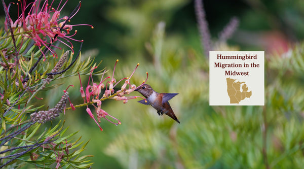 Hummingbird Migration in the Midwest: The Woodpecker That Makes It Possible