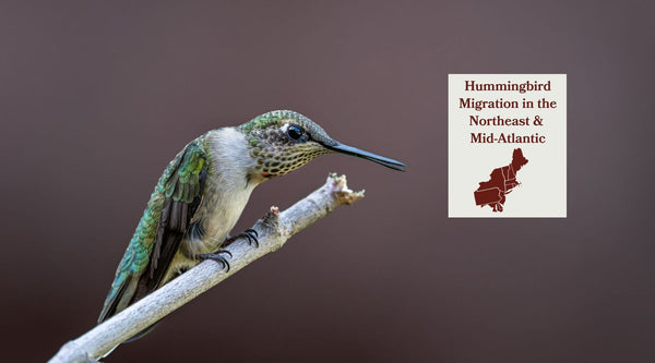 Hummingbird Migration in the Northeast & Mid-Atlantic: When They Arrive, Where They're Headed, and How to Help