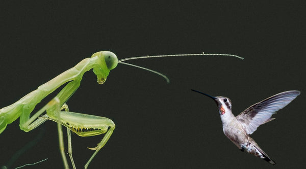 When Praying Mantises Prey on Hummingbirds — And How to Protect Yours