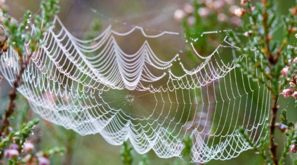 Do Spiders Eat Hummingbirds? What Orb-Weavers Really Mean for Your Feeder