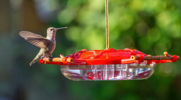 How to Keep Ants Out of a Hummingbird Feeder: 7 Fixes That Work