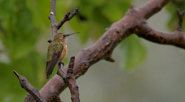 Do Hummingbirds Really Prefer to Perch? What the Research Shows