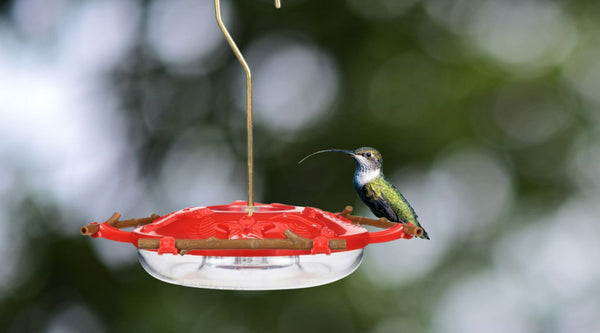 How to Choose the Right Hummingbird Feeder: A Complete Buying Guide