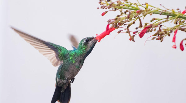 How to Create a Hummingbird Sanctuary in Your Backyard