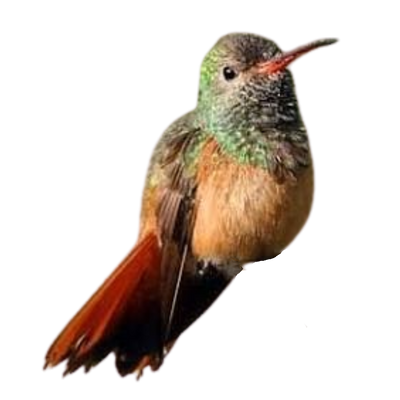 Buff-bellied