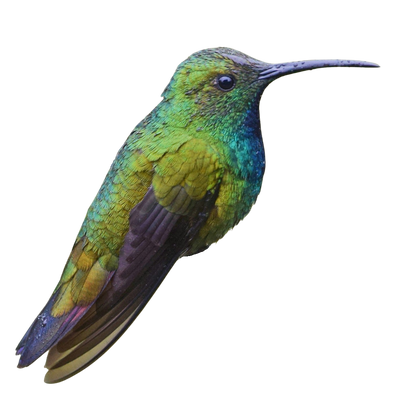 Green-breasted Mango