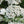 Load image into Gallery viewer, Single 3 Pack 12 Pack