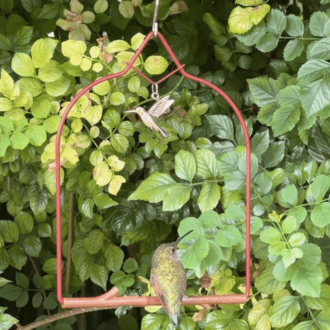 A hummingbird perched on a Redwood Charm Series swing hanging among green leaves