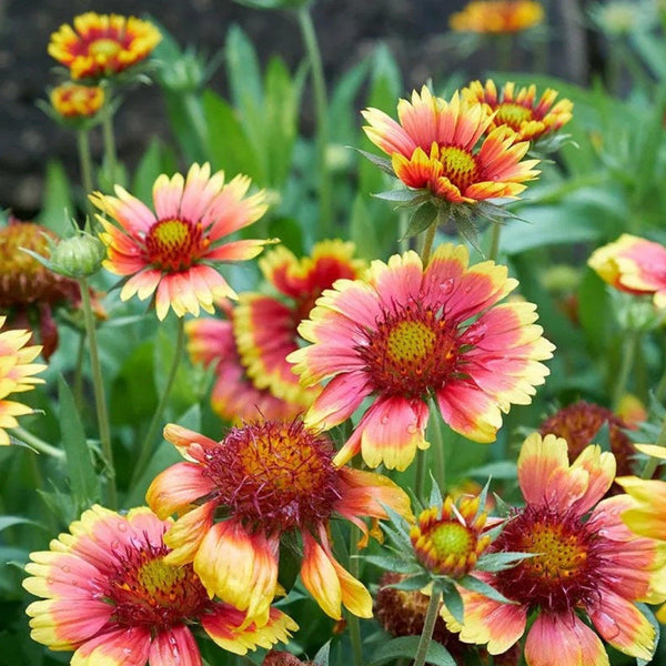 Pop's Birding - Pop's® Perfect Little Sanctuary® Wildflower Seed Blend, Hummingbird & Butterfly, 400mg - Single