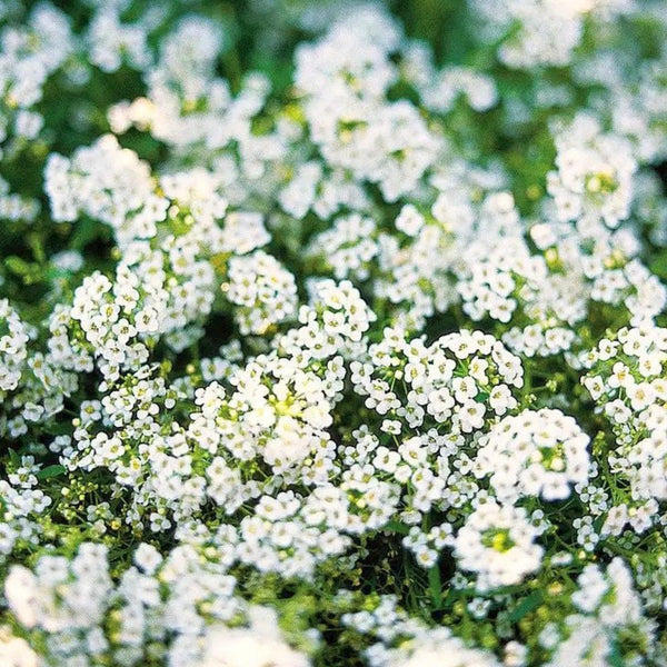 Pop's Birding - Pop's® Perfect Little Sanctuary® Wildflower Seed Blend, Hummingbird & Butterfly, 400mg - Single