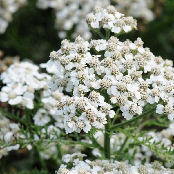 Pop's Birding - Pop's® Perfect Little Sanctuary® Wildflower Seed Blend, Hummingbird & Butterfly, 400mg - Single