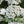 Load image into Gallery viewer, Single 3 Pack 12 Pack