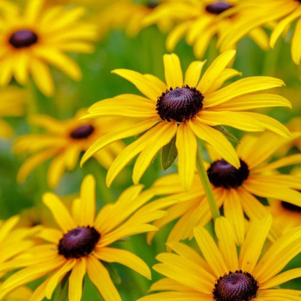 Pop's Birding - Pop's® Perfect Little Sanctuary® Wildflower Seed Blend, Hummingbird & Butterfly, 400mg - Single