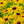 Load image into Gallery viewer, Single 3 Pack 12 Pack