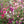 Load image into Gallery viewer, Single 3 Pack 12 Pack
