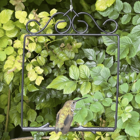 A hummingbird perched on the Onyx Original Series swing, hanging among green leaves