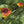 Load and play video in Gallery viewer, Hummingbird & Butterfly Wildflower Pollinator Seed Mix