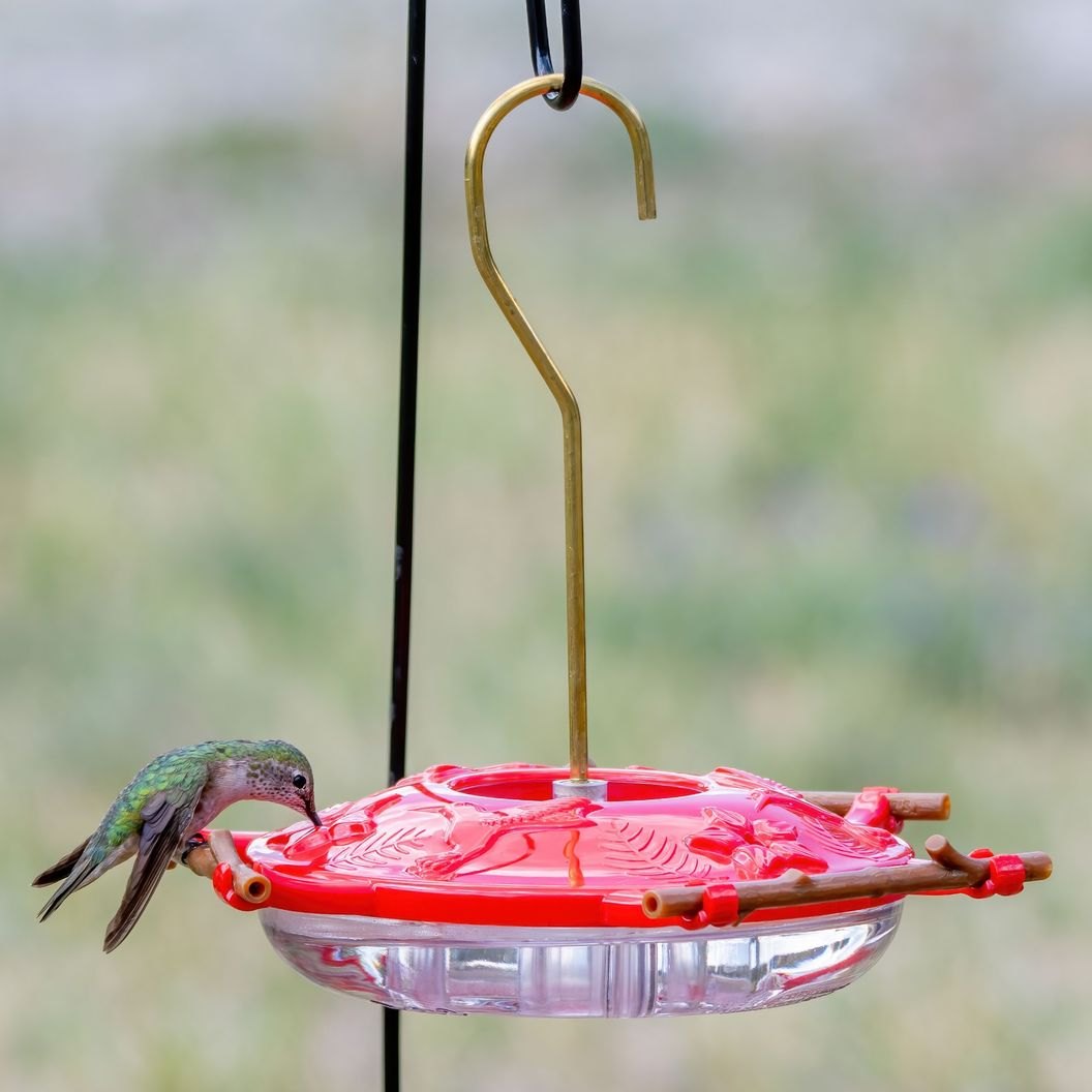 A hummingbird drinking at the AspenPerch feeder