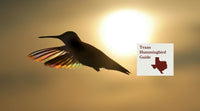 How to Attract Hummingbirds in Texas: A Backyard Sanctuary Guide