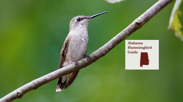How to Attract Hummingbirds in Alabama: A Backyard Sanctuary Guide