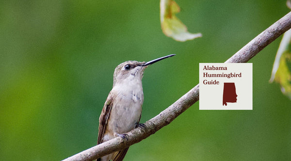 How to Attract Hummingbirds in Alabama: A Backyard Sanctuary Guide