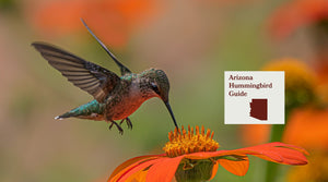 How to Attract Hummingbirds in Arizona: A Backyard Sanctuary Guide