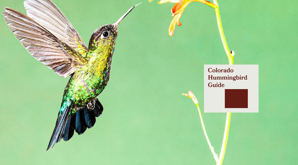 How to Attract Hummingbirds in Colorado: A Backyard Sanctuary Guide