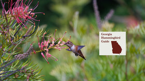 How to Attract Hummingbirds in Georgia: A Backyard Sanctuary Guide