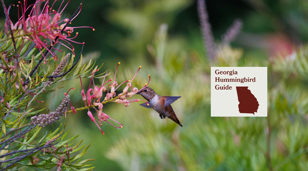 How to Attract Hummingbirds in Georgia: A Backyard Sanctuary Guide