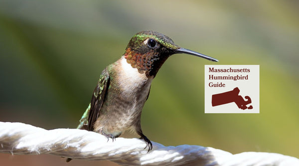 How to Attract Hummingbirds in Massachusetts: A Backyard Sanctuary Guide