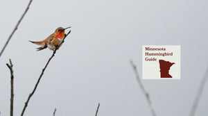 How to Attract Hummingbirds in Minnesota