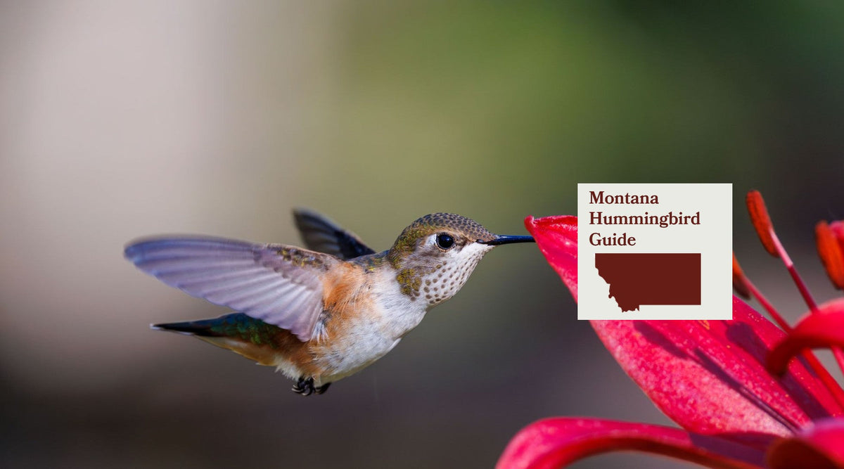 How to Attract Hummingbirds in Montana: A Backyard Sanctuary Guide