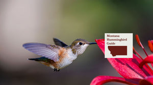 How to Attract Hummingbirds in Montana: A Backyard Sanctuary Guide