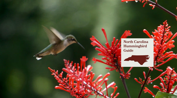 How to Attract Hummingbirds in North Carolina: A Backyard Sanctuary Guide