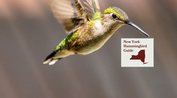 How to Attract Hummingbirds in New York: A Backyard Sanctuary Guide