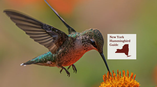 How to Attract Hummingbirds in New York: A Backyard Sanctuary Guide