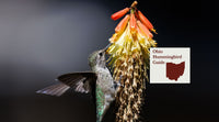 How to Attract Hummingbirds in Ohio: A Backyard Sanctuary Guide