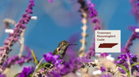 How to Attract Hummingbirds in Tennessee: A Backyard Sanctuary Guide