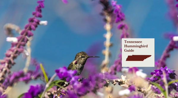 How to Attract Hummingbirds in Tennessee: A Backyard Sanctuary Guide