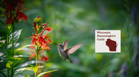 How to Attract Hummingbirds in Wisconsin: A Backyard Sanctuary Guide