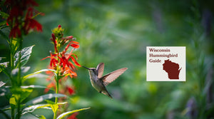 How to Attract Hummingbirds in Wisconsin: A Backyard Sanctuary Guide