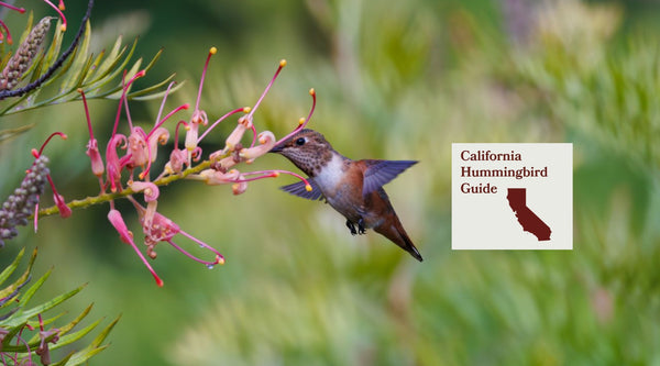 How to Attract Hummingbirds in California: A Backyard Sanctuary Guide