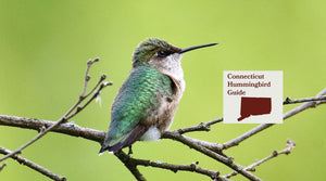 How to Attract Hummingbirds in Connecticut: A Backyard Sanctuary Guide