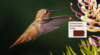 How to Attract Hummingbirds in Pennsylvania: A Backyard Sanctuary Guide