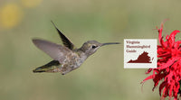 How to Attract Hummingbirds in Virginia: A Backyard Sanctuary Guide