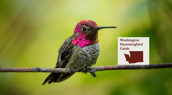 How to Attract Hummingbirds in Washington: A Backyard Sanctuary Guide
